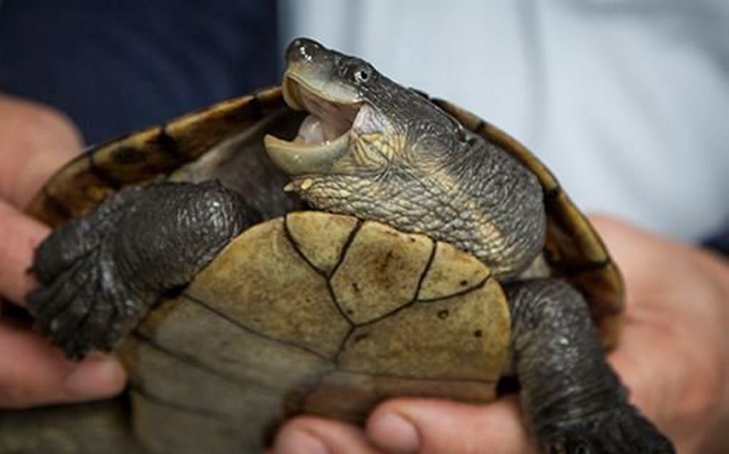 Bellinger River Snapping Turtle. Bellinger River Snapping Turtle.